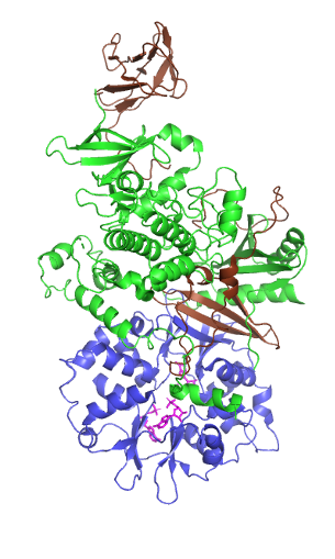 AMP-activated protein kinase
